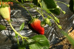 化州草莓园图片
