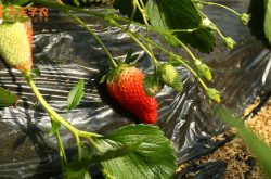 大棚草莓苗管理技术图片