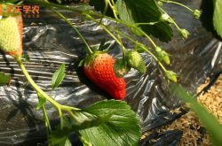 西北种植大棚草莓图片