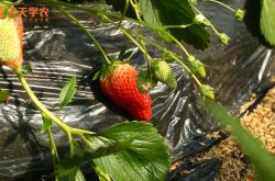 米东区大棚草莓种植