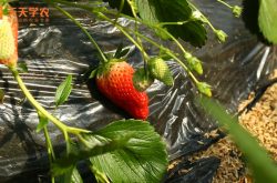 四季草莓裸苗图片