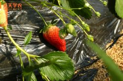 广西草莓种植品种图片