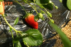 鞍山法兰地草莓苗图片