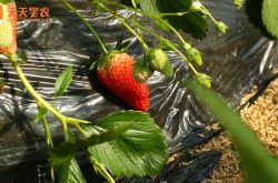 草莓温室大棚采摘园图片
