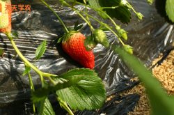大棚原种草莓苗图片