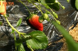 朝阳草莓种植