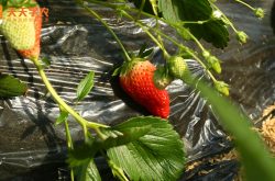 大棚草莓和葡萄种植