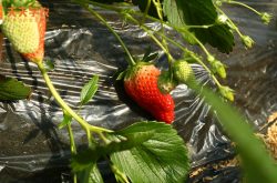 观察草莓的种植图片