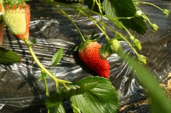 大棚草莓冲施肥