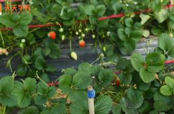 草莓早期种植方法