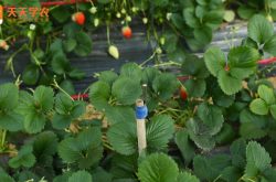 小拱棚草莓的种植技术