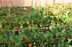 哈尼草莓陆地种植技术