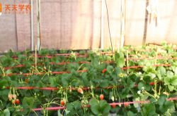 大棚草莓苗种植技术