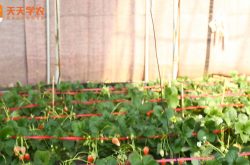 高山草莓苗图片