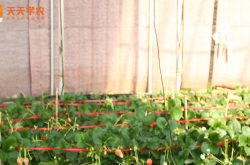 四川安州区种植草莓大棚图片