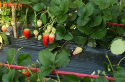 无土袋培种植草莓图片