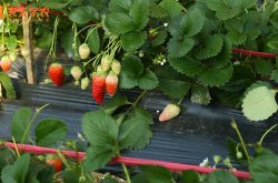 威海里口山草莓采摘园图片