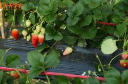 脱毒草莓苗产量