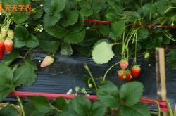 种植草莓小盆栽图片欣赏