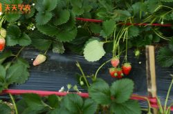 小程高档草莓采摘园图片