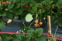 红河草莓苗图片