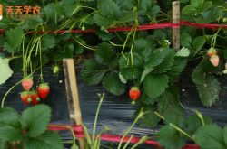 北方可种植的草莓品种
