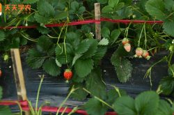 焦作草莓园图片