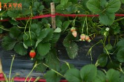 草莓大棚铺地膜