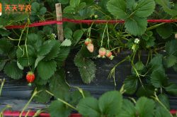 郴州华塘草莓种植基地图片