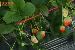 高产抗病草莓苗图片
