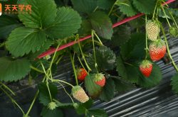 草莓苗京郊小白草莓图片
