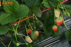 西宁种植草莓苗基地图片