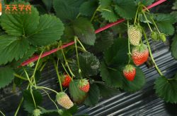 夏庄草莓种植图片