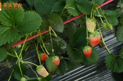 合肥市蜀山区草莓苗种植基地