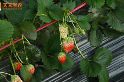 妙香7号草莓种植
