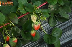庭院草莓的种植方法