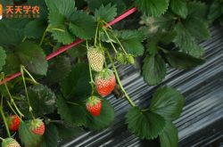 重庆巫山草莓苗图片