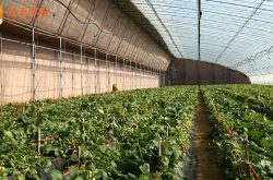 草莓大棚种植方法