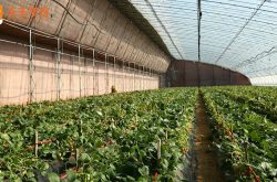北京冷棚种植草莓