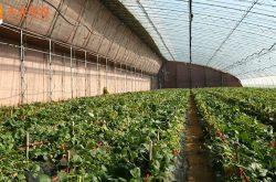 草莓大棚种植方法培养