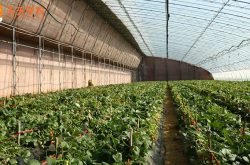 南疆种植大棚草莓基地图片