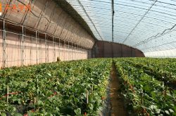 大棚草莓秧的种植方法