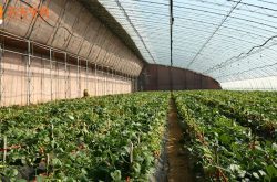 大棚立体种植草莓方法图片