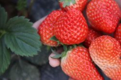 草莓褐斑病怎么防治