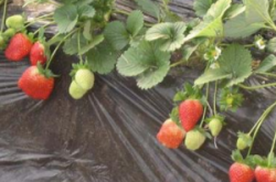 草莓施肥怎么施及施肥要求