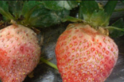 高锰酸钾防治大棚草莓白粉病