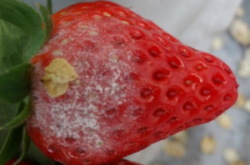 草莓白粉病应该打什么药？