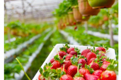 草莓苗时期应该如何施肥？施肥的用量是多少？
