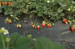 新安县草莓园图片