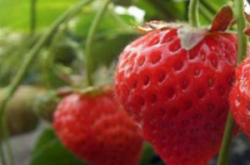 盆栽草莓开花要施肥吗？
